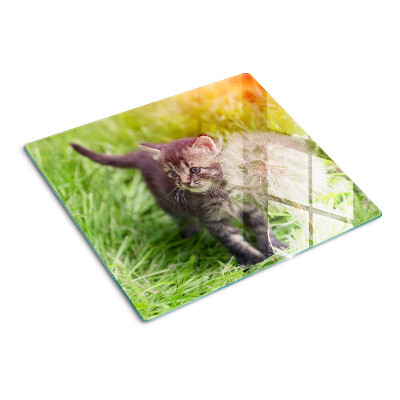 Schneidebrett glas Katze auf dem Gras