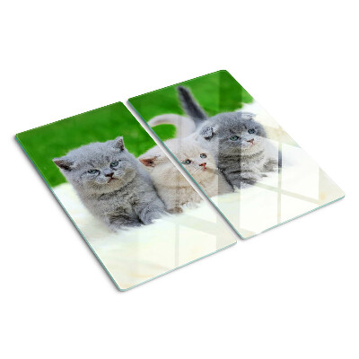 Glasschneidebrett Kätzchen auf grünem Hintergrund