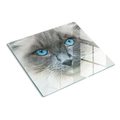 Glasschneidebrett Katze mit blauen Augen
