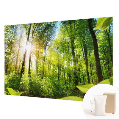 Motivtapete mit Waldlicht-Motiv