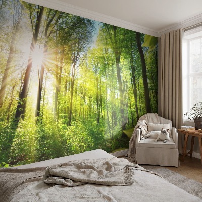 Motivtapete mit Waldlicht-Motiv