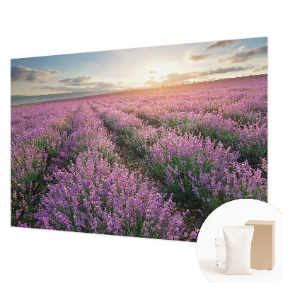 Vlies-Fototapete Lavendelfelder
