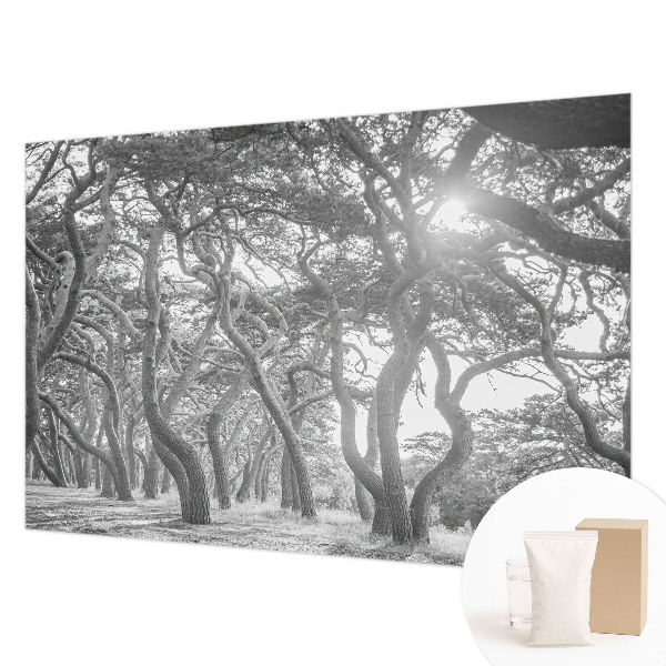 Fototapete fürs Kinderzimmer Atmosphärischer Wald