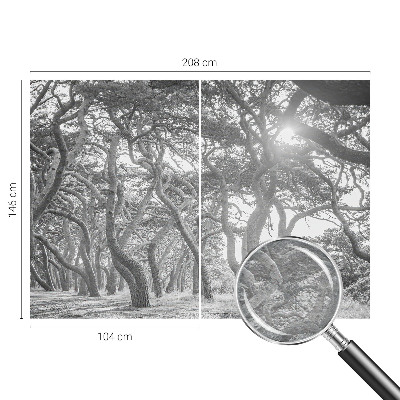 Fototapete fürs Kinderzimmer Atmosphärischer Wald