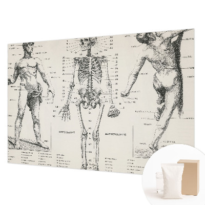 Fototapete mit klassischer Darstellung der Anatomie