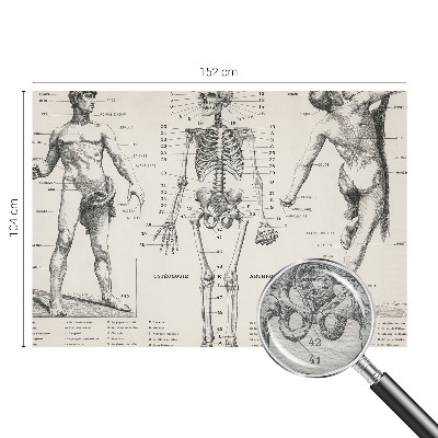 Fototapete mit klassischer Darstellung der Anatomie