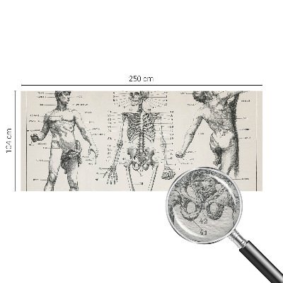 Fototapete mit klassischer Darstellung der Anatomie