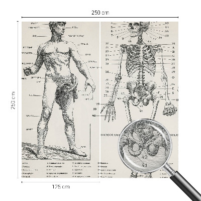 Fototapete mit klassischer Darstellung der Anatomie