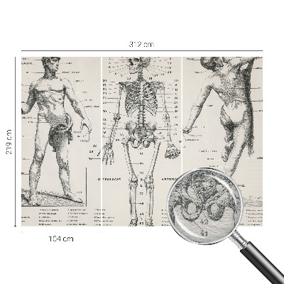 Fototapete mit klassischer Darstellung der Anatomie