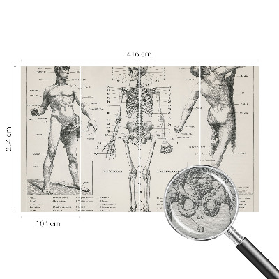 Fototapete mit klassischer Darstellung der Anatomie