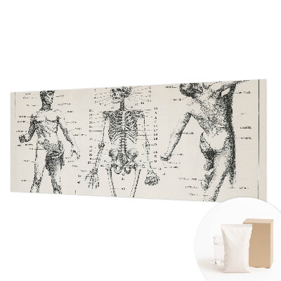 Fototapete mit klassischer Darstellung der Anatomie