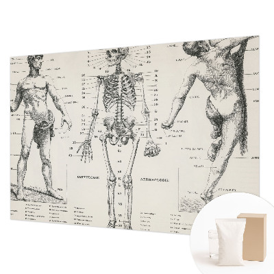 Fototapete mit klassischer Darstellung der Anatomie