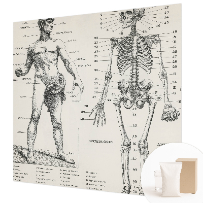 Fototapete mit klassischer Darstellung der Anatomie