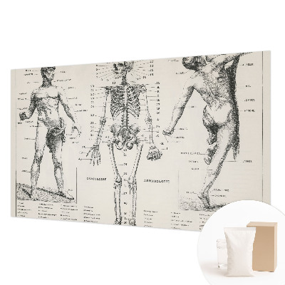 Fototapete mit klassischer Darstellung der Anatomie