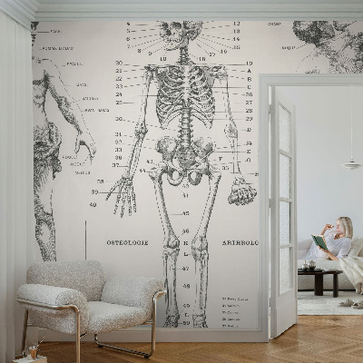 Fototapete mit klassischer Darstellung der Anatomie