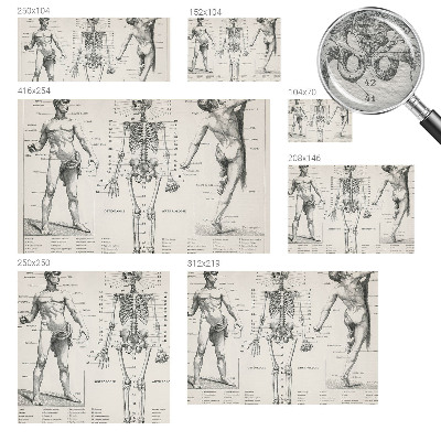 Fototapete mit klassischer Darstellung der Anatomie