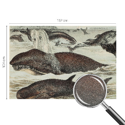 Fototapete fürs Kinderzimmer Meerestiere