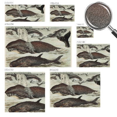 Fototapete fürs Kinderzimmer Meerestiere