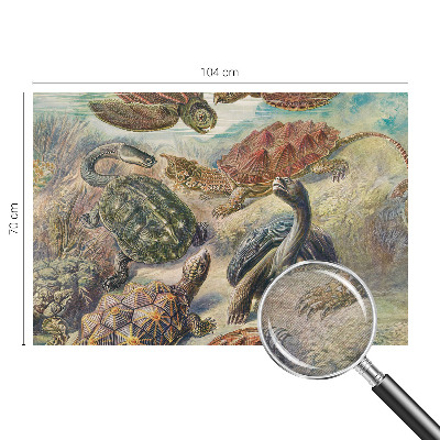 Vlies-Fototapete nach Maß mit Motiv der Schildkrötenfauna