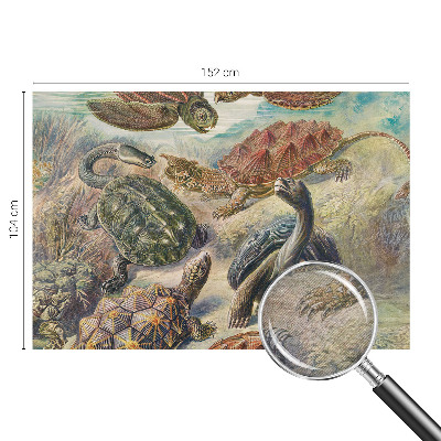 Vlies-Fototapete nach Maß mit Motiv der Schildkrötenfauna