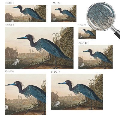 Fototapete aus Vlies Wasservögel