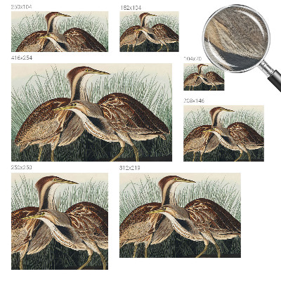 Wandtapete mit realistischem Vogelmotiv