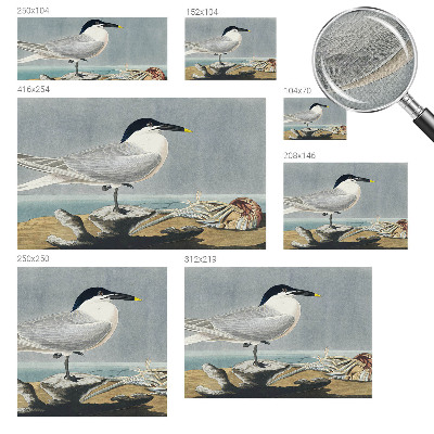 Selbstklebende Fototapete fürs Kinderzimmer Ornithologische Eleganz