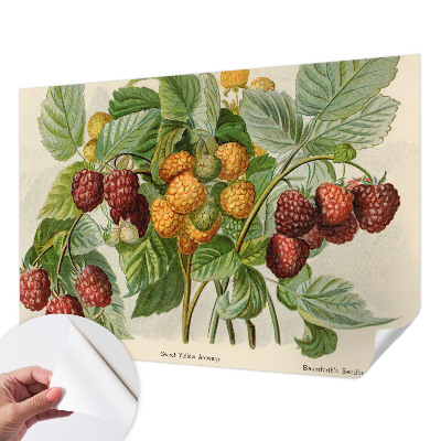 Selbstklebende Fototapete Klassische Himbeeren