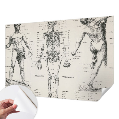 Fototapete in 3D-Optik Klassische Anatomie