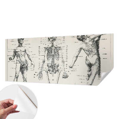 Fototapete in 3D-Optik Klassische Anatomie