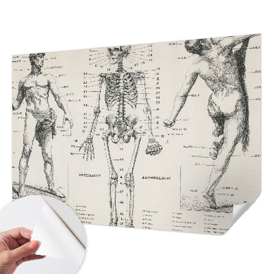 Fototapete in 3D-Optik Klassische Anatomie
