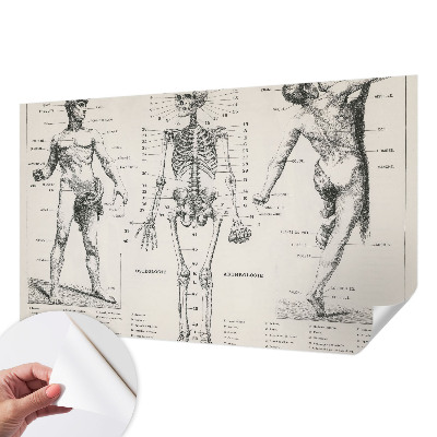 Fototapete in 3D-Optik Klassische Anatomie