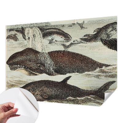 Selbstklebende Fototapete fürs Wohnzimmer Meerestiere