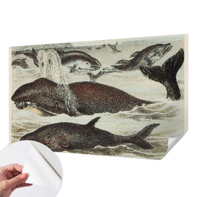 Selbstklebende Fototapete fürs Wohnzimmer Meerestiere