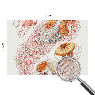 Selbstklebende Fototapete Zierqualle