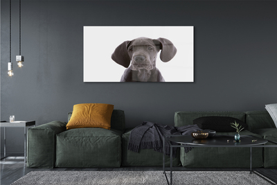 Acrylglasbilder Brauner hund