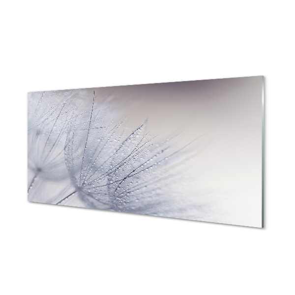 Acrylglasbilder Tautropfen löwenzahn