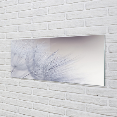 Acrylglasbilder Tautropfen löwenzahn