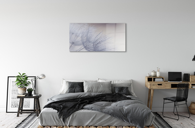 Acrylglasbilder Tautropfen löwenzahn