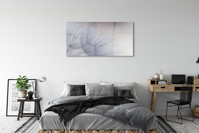 Acrylglasbilder Tautropfen löwenzahn