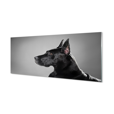 Acrylglasbilder Schwarzer hund