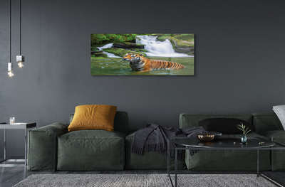 Acrylglasbilder Fallendem wasser tiger