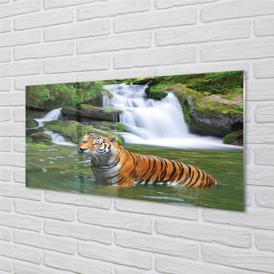 Acrylglasbilder Fallendem wasser tiger