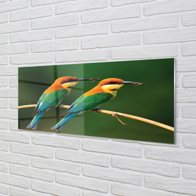 Acrylglasbilder Papagei auf einem zweig gefärbt