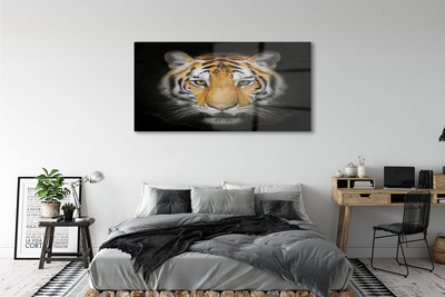Acrylglasbilder Tiger