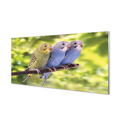 Acrylglasbilder Papagei auf einem zweig gefärbt