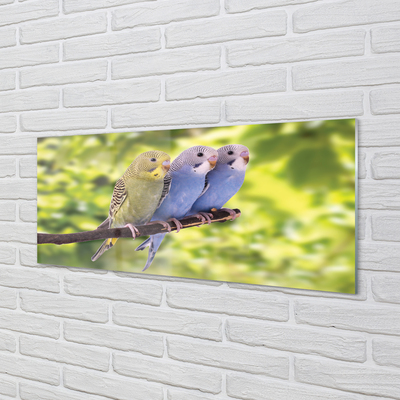 Acrylglasbilder Papagei auf einem zweig gefärbt