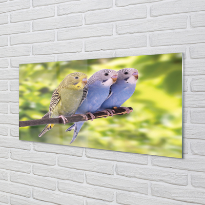 Acrylglasbilder Papagei auf einem zweig gefärbt