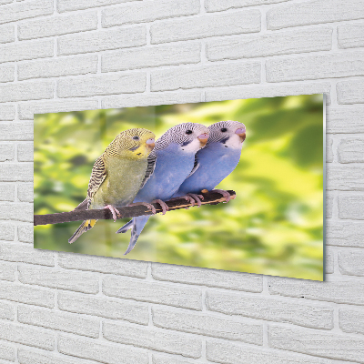 Acrylglasbilder Papagei auf einem zweig gefärbt