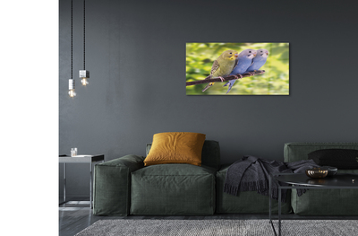 Acrylglasbilder Papagei auf einem zweig gefärbt